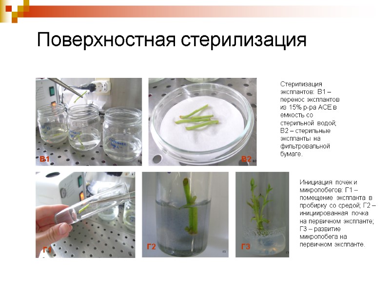 Поверхностная стерилизация Стерилизация эксплантов: В1 – перенос эксплантов из 15% р-ра АСЕ в емкость